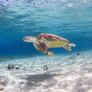 Meereschildkröte schwimmt im Meer