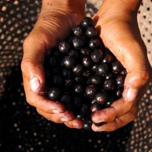 Açai (Euterpe oleracea)