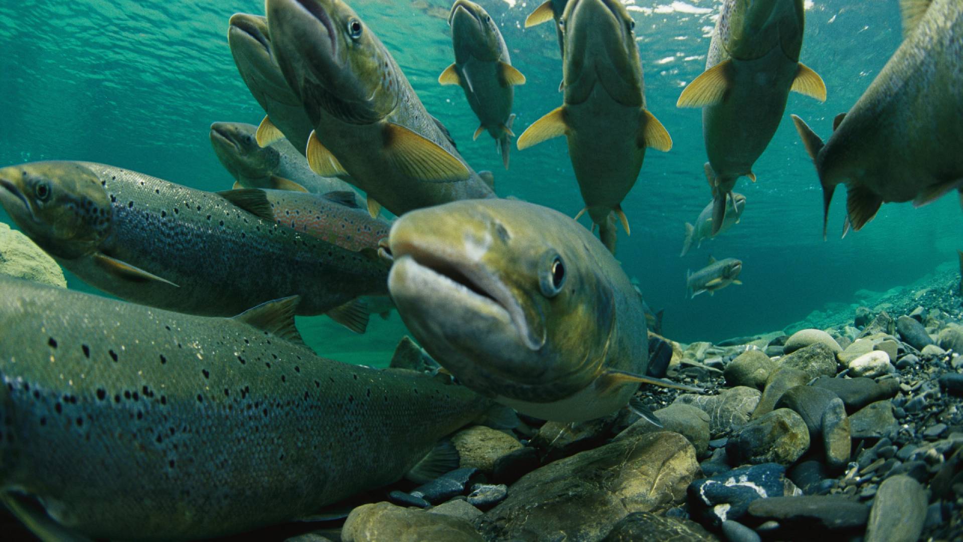 le saumon atlantique dans l'eau