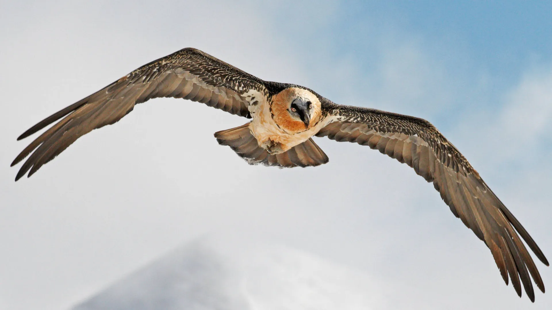 Gypaète dans l'air