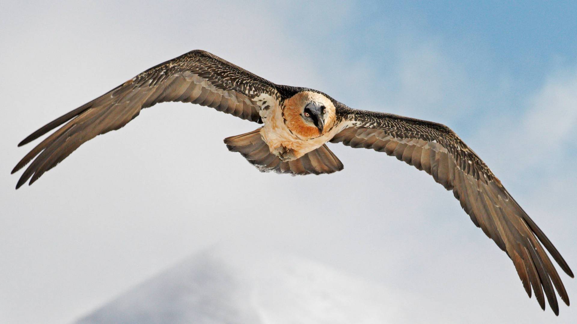 Gypaète dans l'air