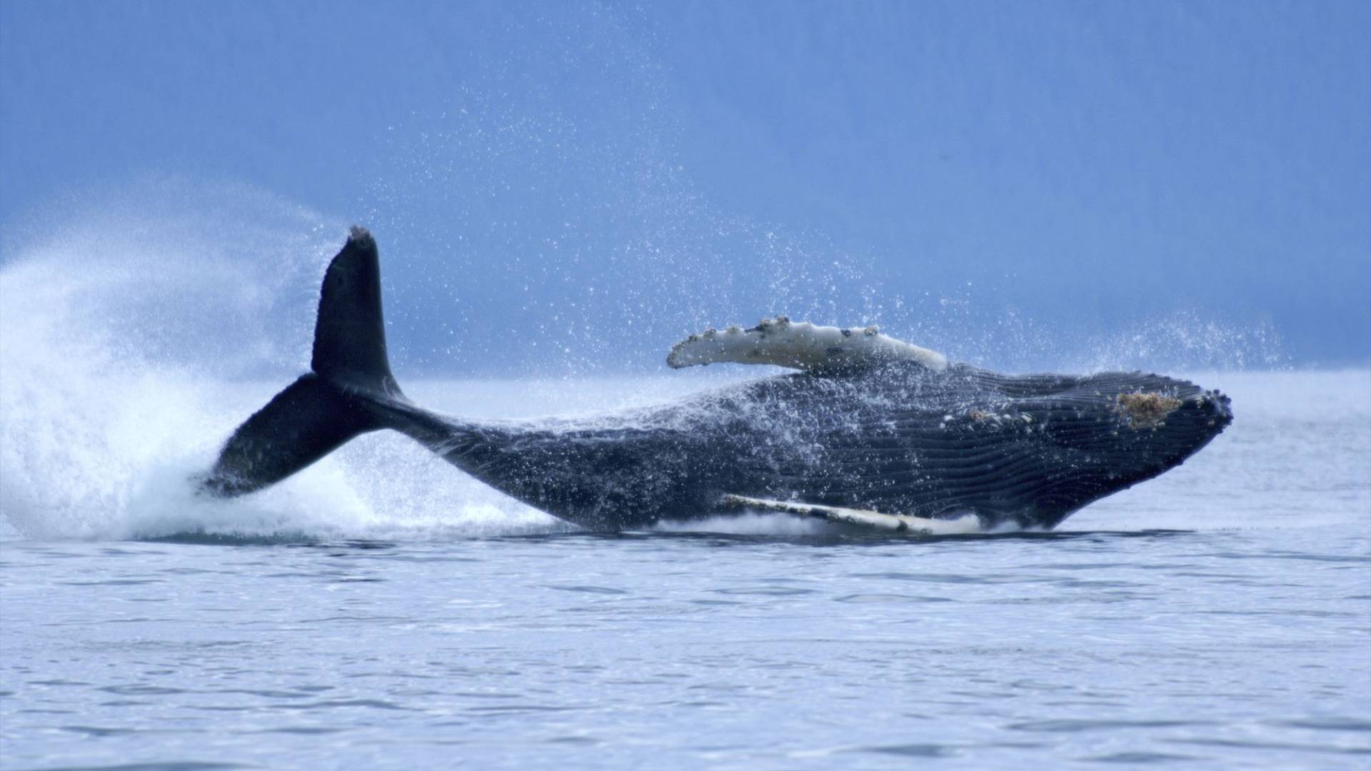 Buckelwal springt über Wasser