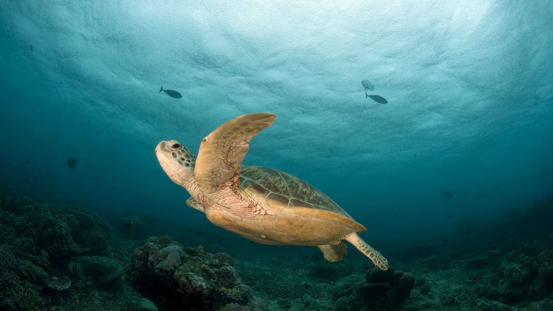 Grüne Meeresschildkröte schwimmt
