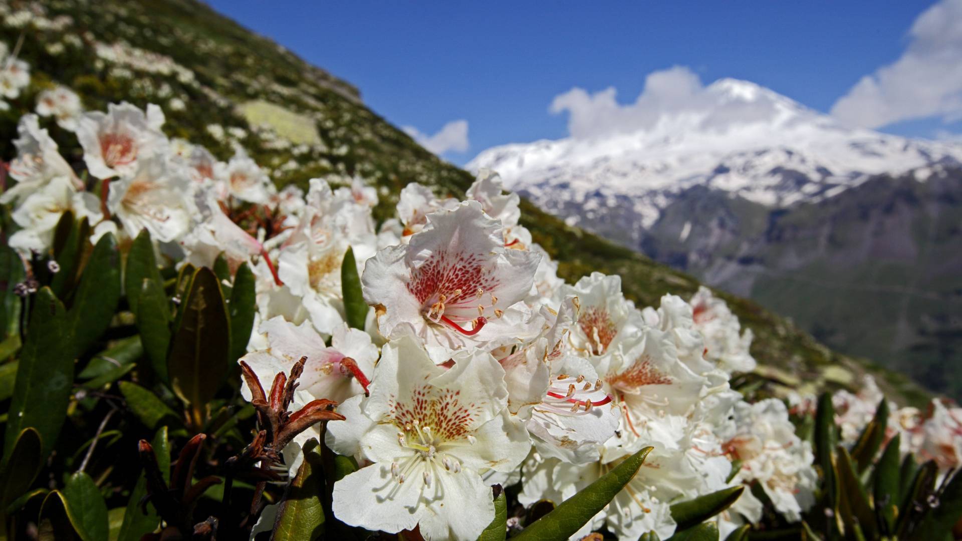 Guardando rododendri Caucasica nelle montagne del Caucaso