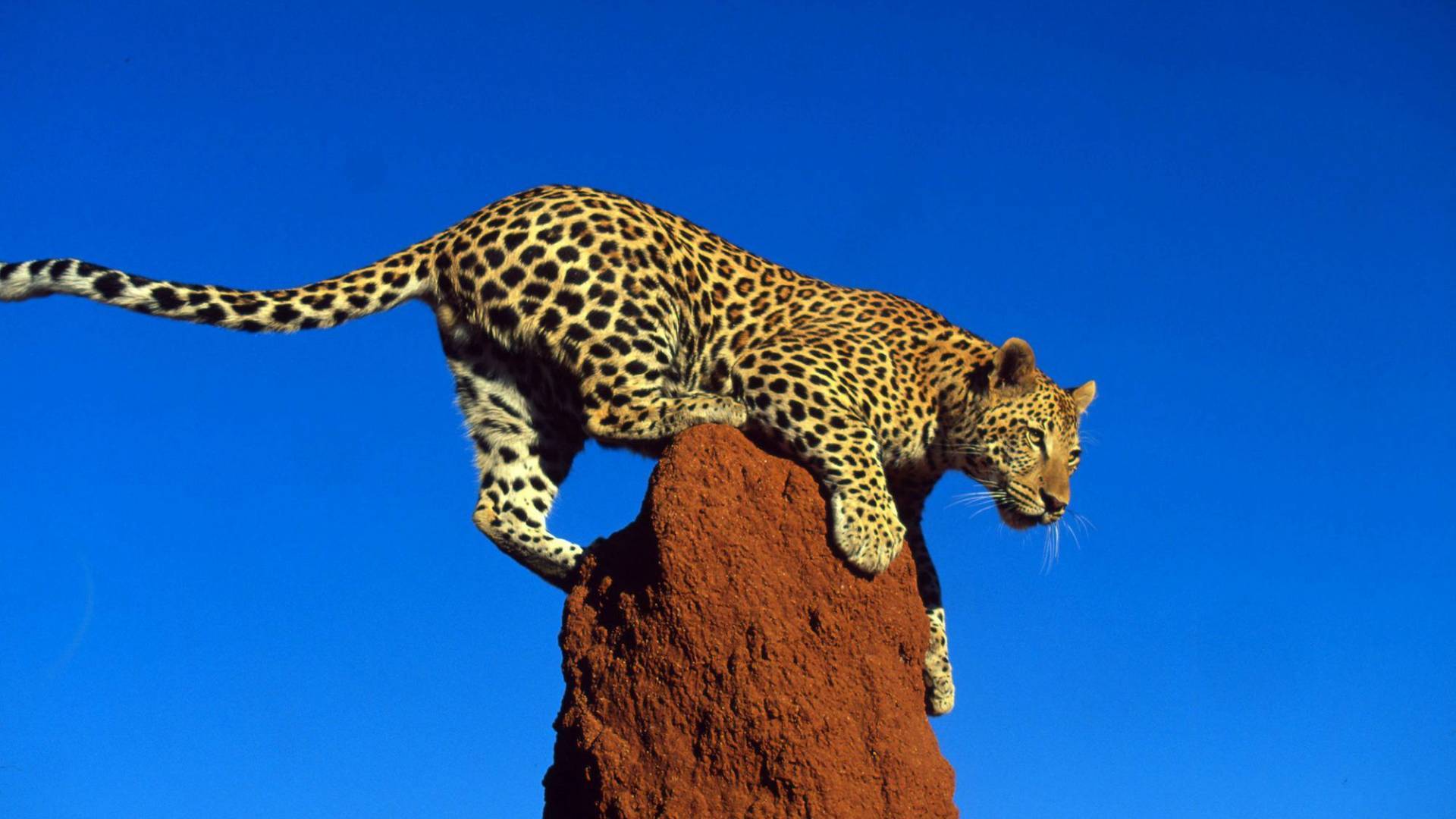 Leopard sur un Termintenhügel