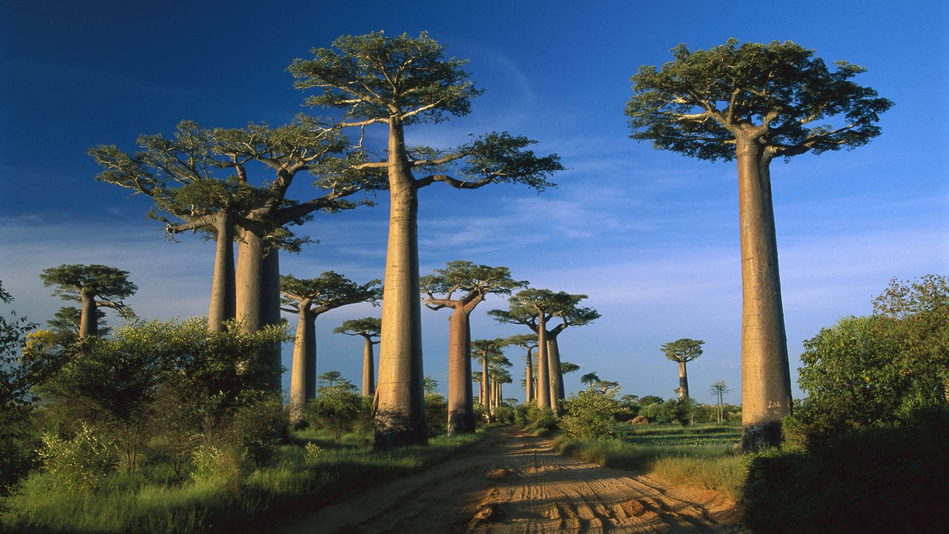 alberi di baobab in Madagascar