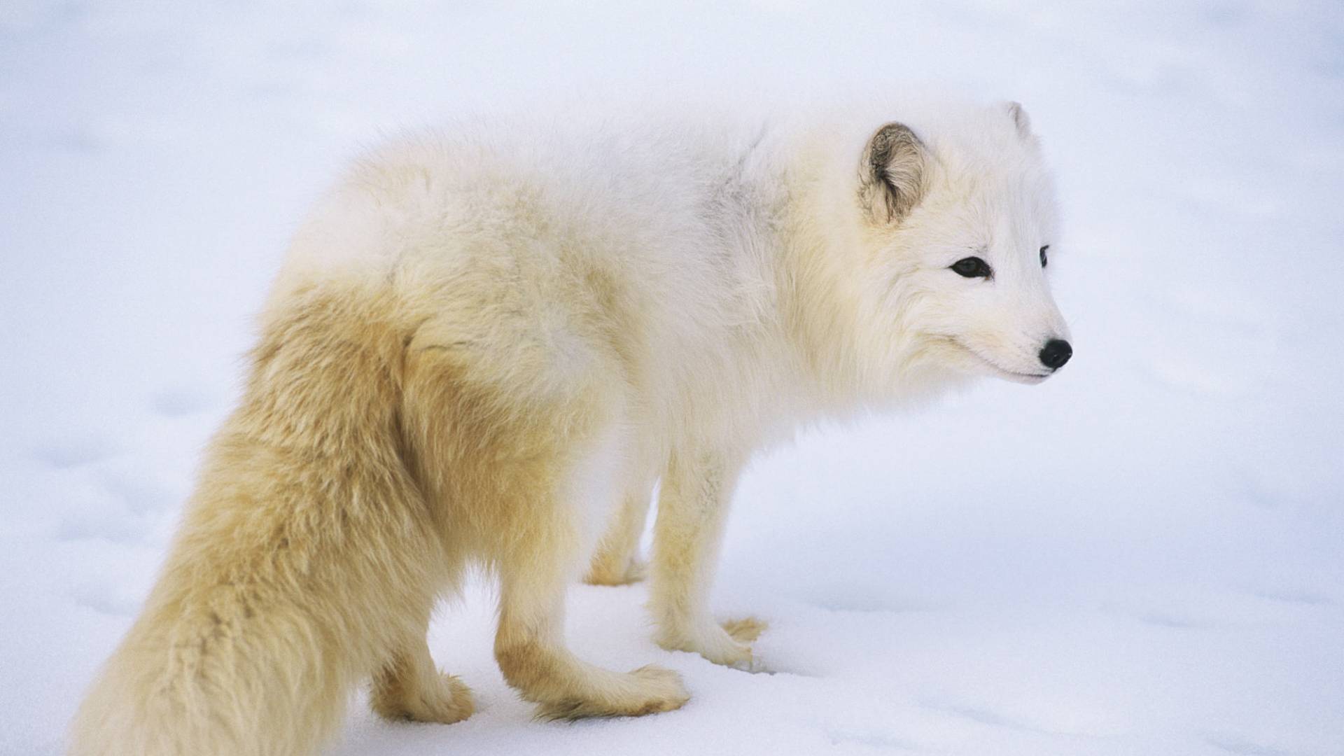 Polarfuchs im Schnee