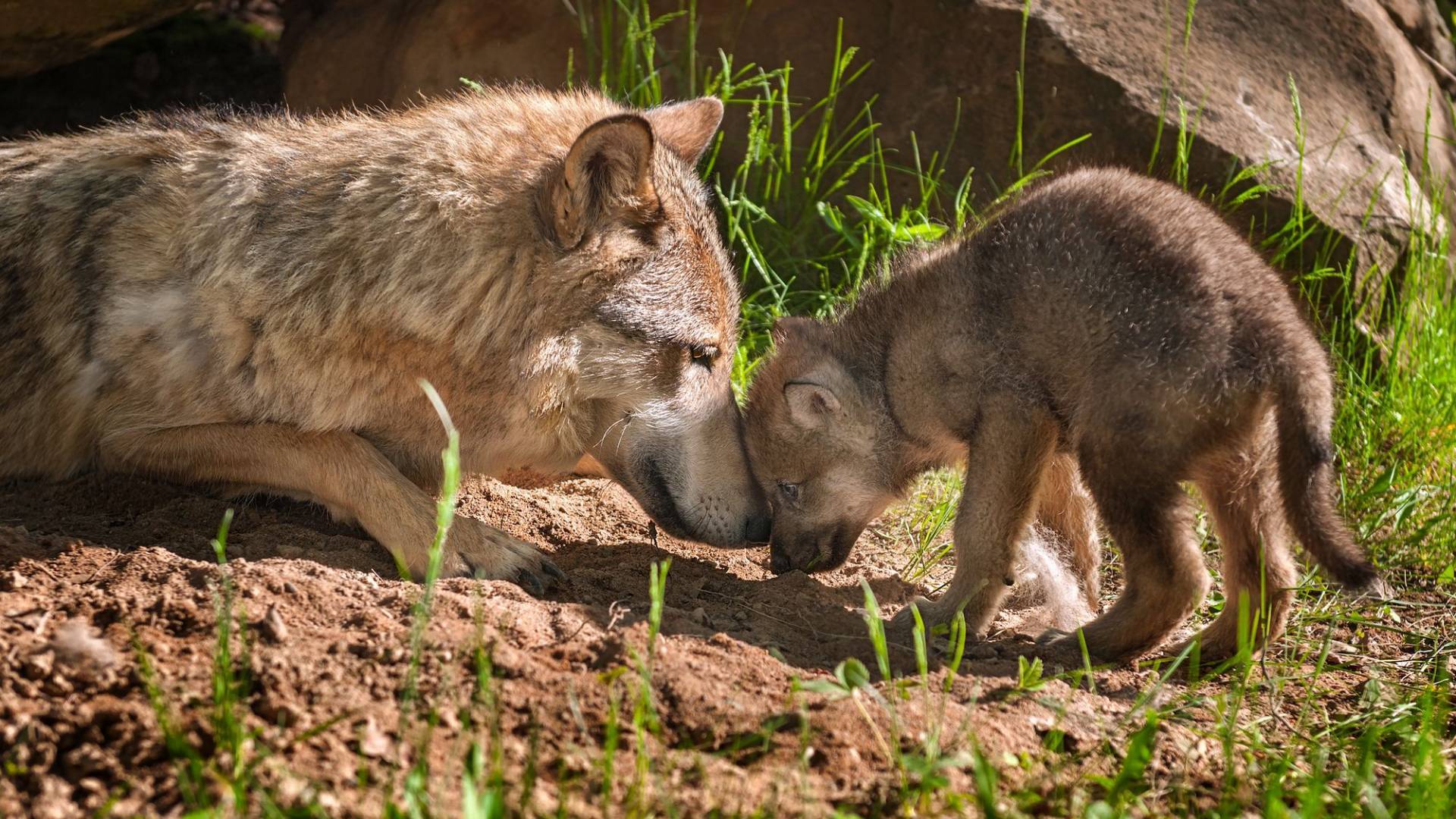 Wolfsmutter mit Jungem vor Höhle