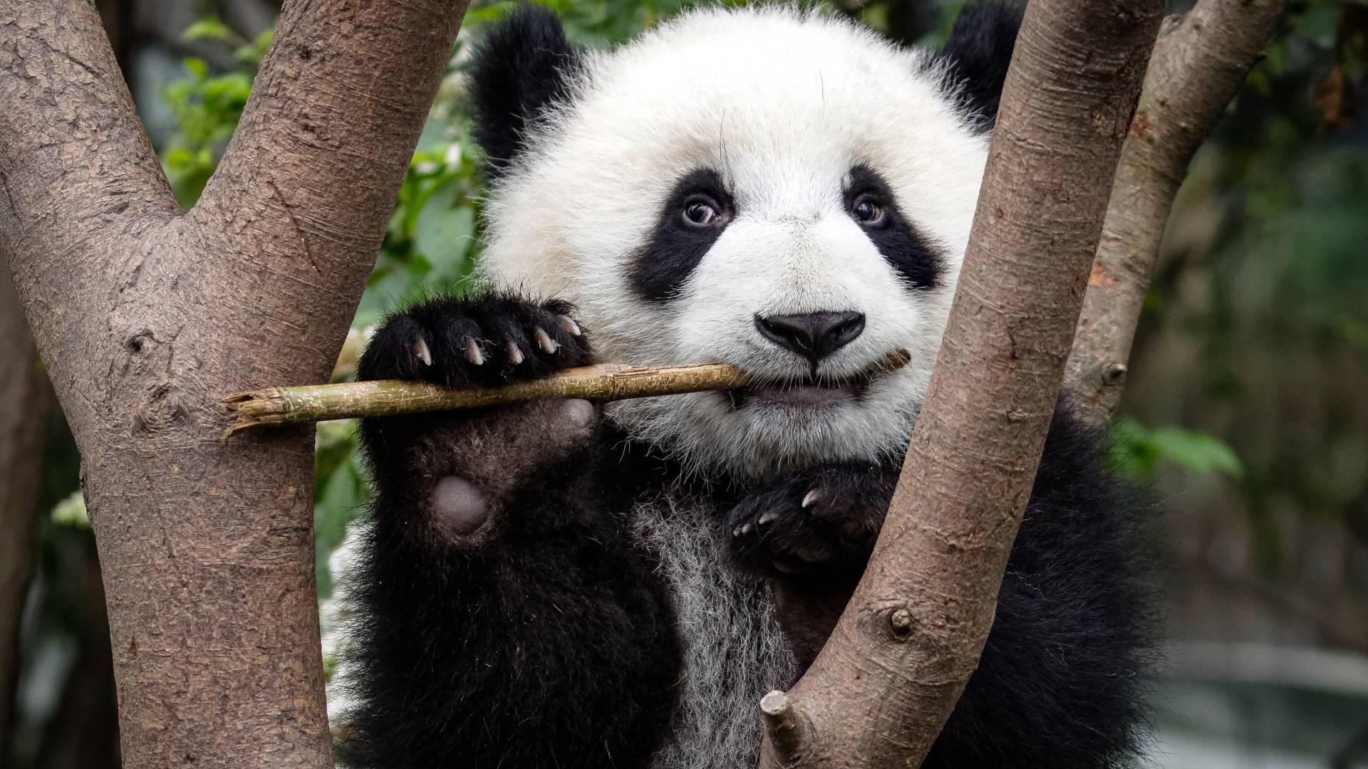 Giant panda (Ailuropoda melanoleuca) eating at the Chengdu Research Base of Giant Panda Breeding in Chengdu, China