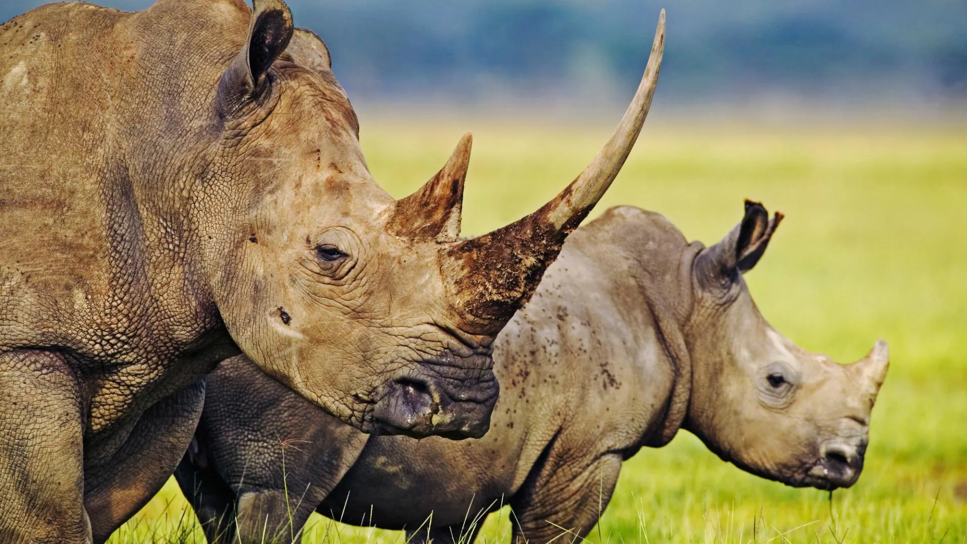 Ein weibliches weisses Nashorn mit sehr langem Horn zusammen mit seinem Kalb im Lake Nakuru National Park, Kenya