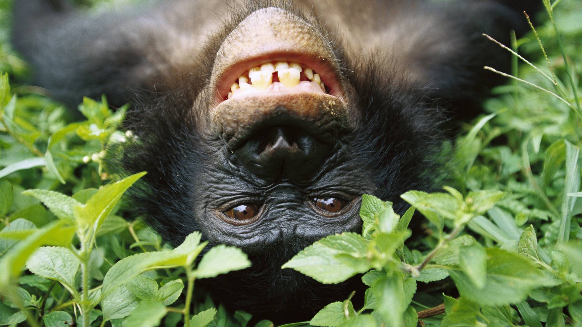 Lachender Bonobo im ABC sanctuary in der Republik Kongo 