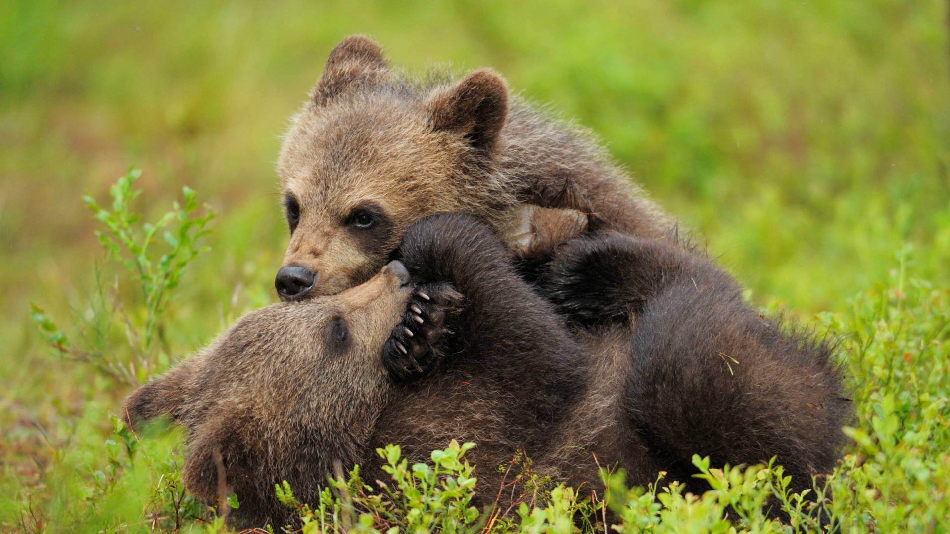 Zwei Jungtiere eines Eurasischen Braunbärs (Ursus arctos) beim Spielen, Suomussalmi, Finland