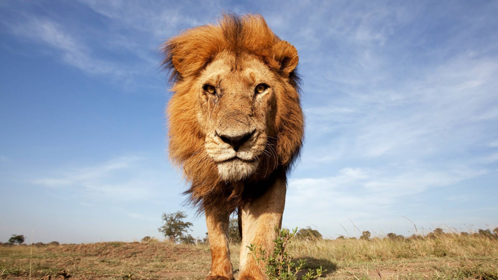 Un leone si avvicina alla macchina fotografica