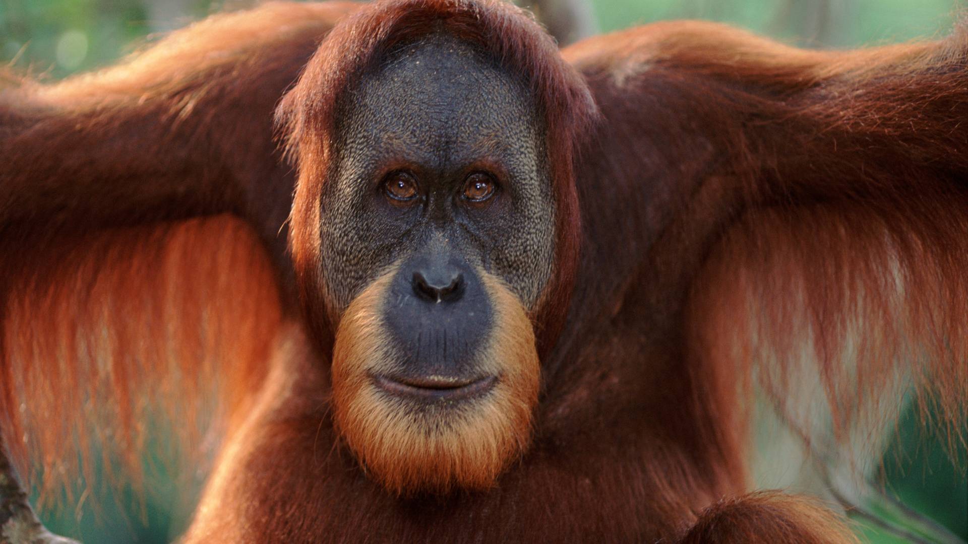 Porträt eines Sumatra Orang-Utans, Sumatra, Indonesia