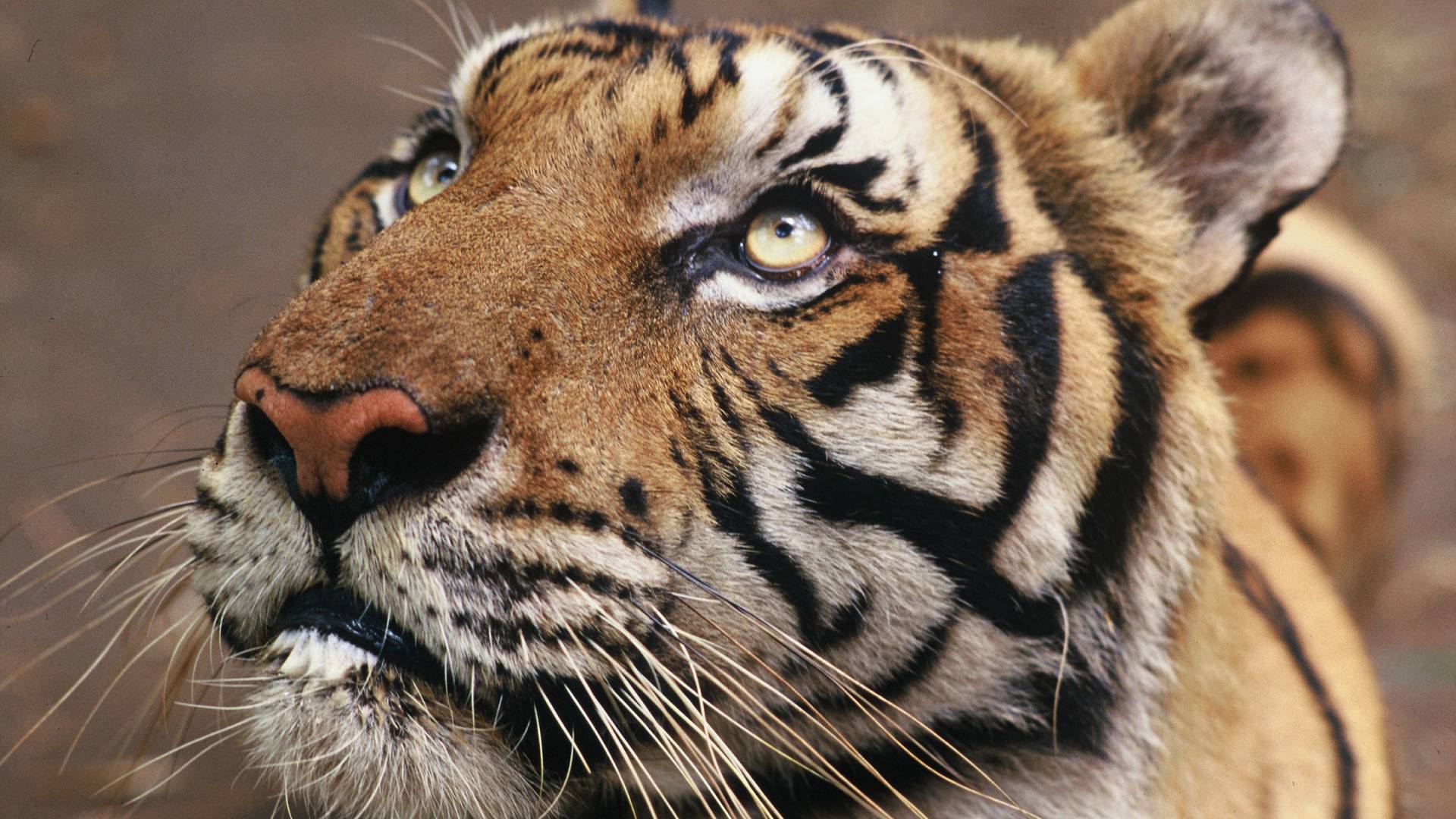 Nahaufnahme eines Tigers in Petchaburi, Thailand