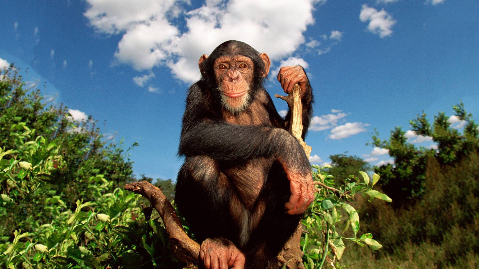 Schimpanse sitzt auf einem Baum, Chimfunshi Auffangszentrum, Sambia