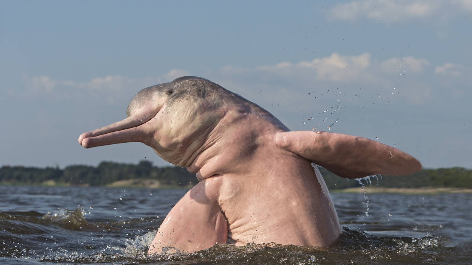 delfino di fiume Amazon salta fuori dall'acqua