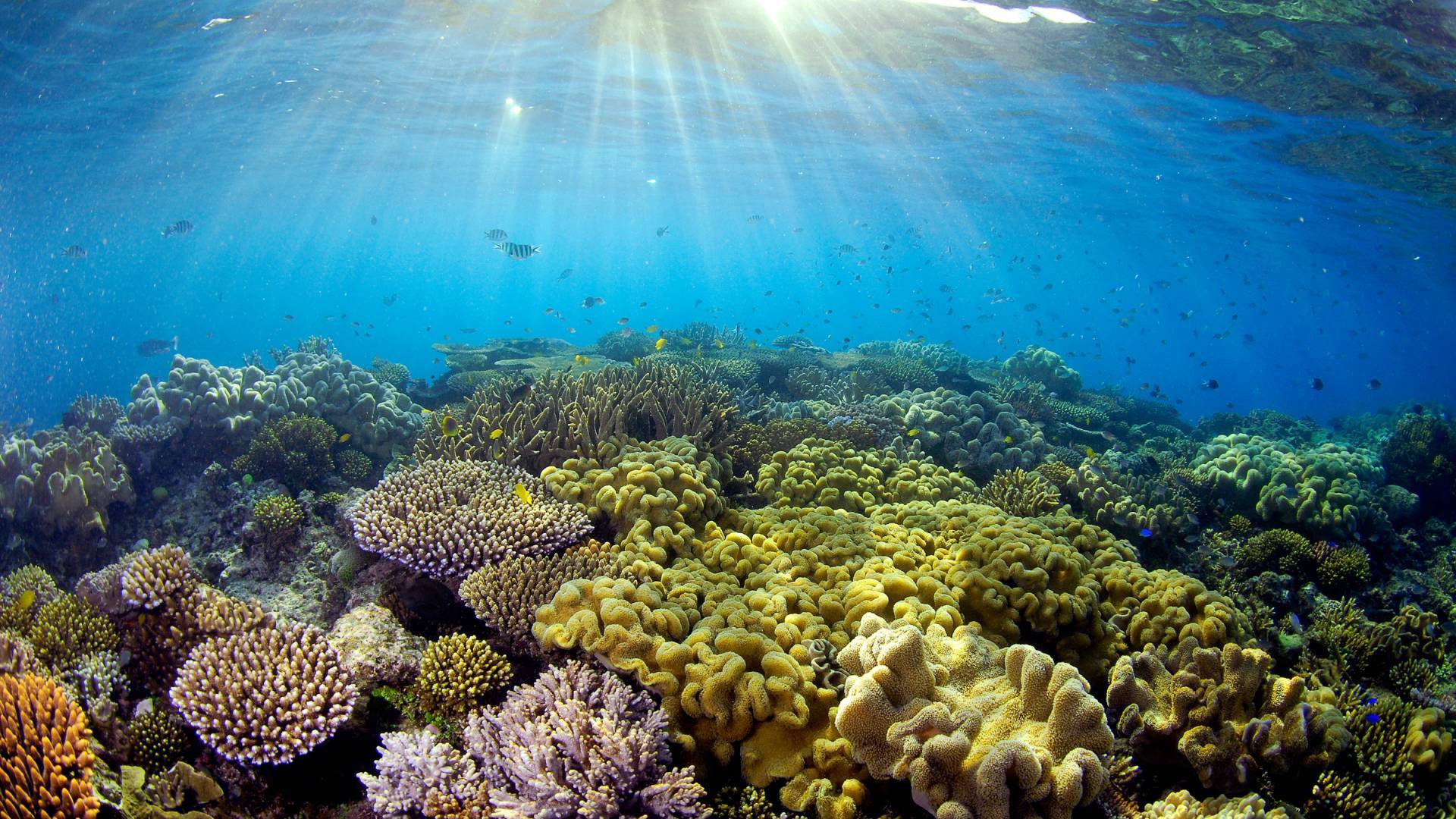 La lumière du soleil sur les coraux, la Grande barrière de corail, Quensland, Australie.