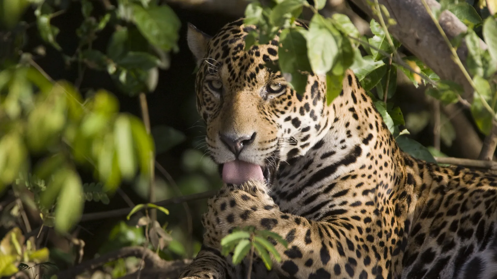 Ein Jaguar reinigt sein Fell unter einem Baum beim Cubaia River, Brasilien