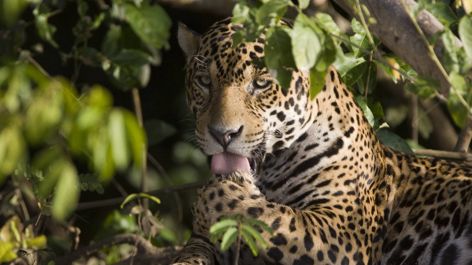 Ein Jaguar reinigt sein Fell unter einem Baum beim Cubaia River, Brasilien