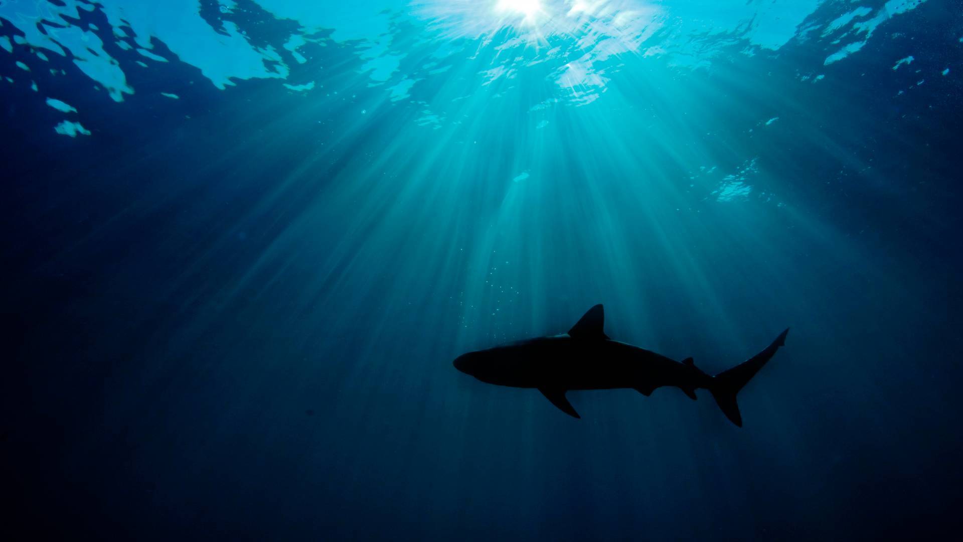Caraïbes requin de récif (Carcharhinus perezi) se profilant contre le soleil. Grand Bahama, aux Bahamas. Océan Atlantique.