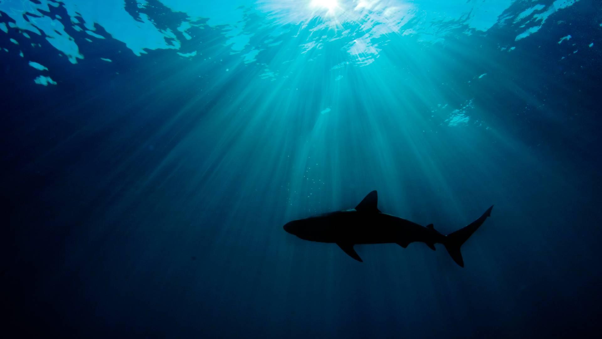 Caraïbes requin de récif (Carcharhinus perezi) se profilant contre le soleil. Grand Bahama, aux Bahamas. Océan Atlantique.