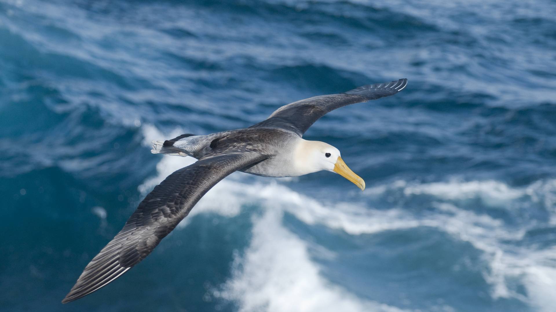 Albatross sulle isole Galapagos