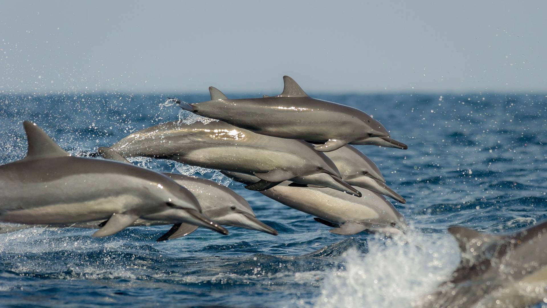 Ostpazifische Delfin-Gruppe beim Wellenreiten, Kalpitiya, Sri Lanka