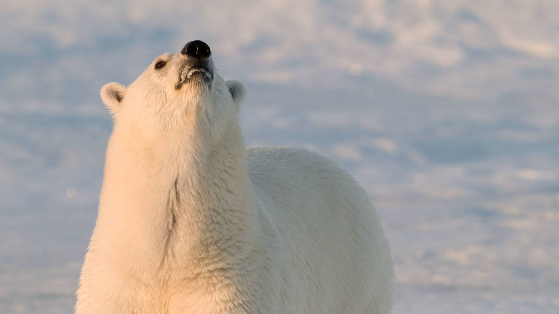 Eisbär mit erhobener Nase