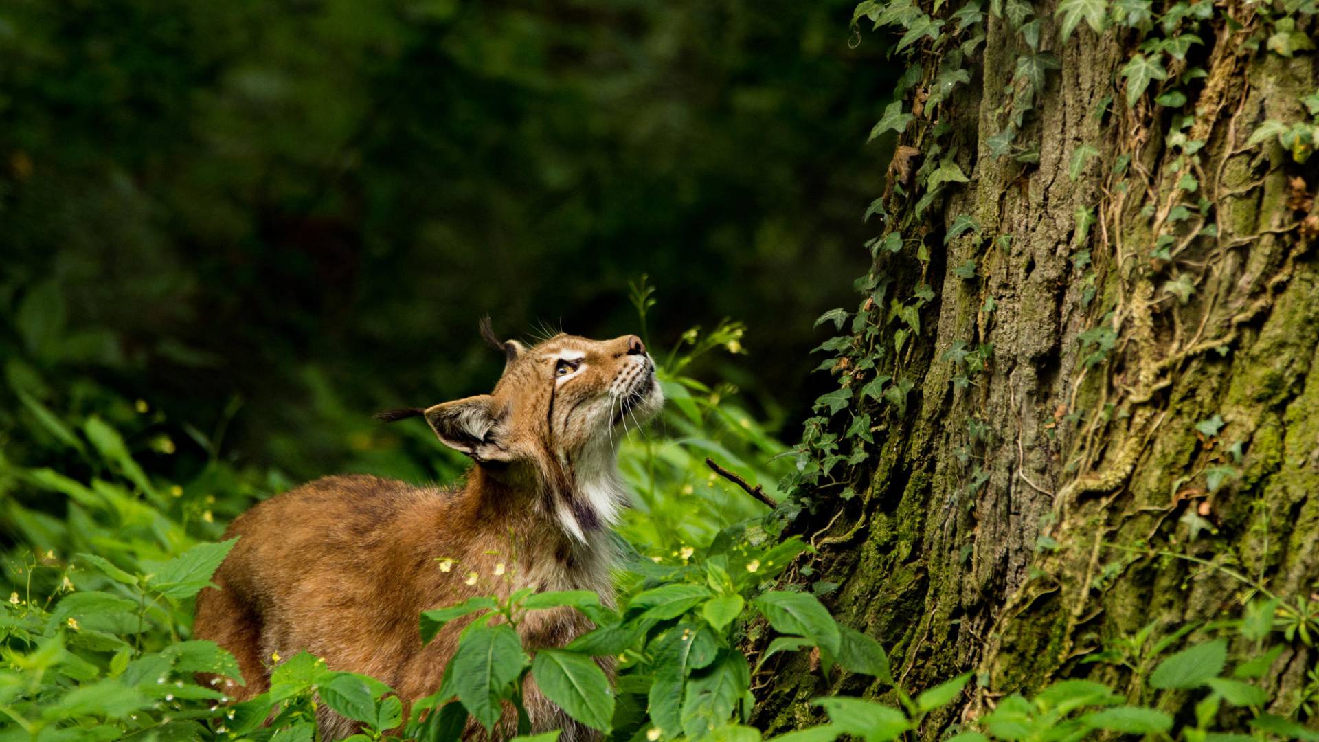 Auf leisen Hufen (Forum für Naturfotografen)