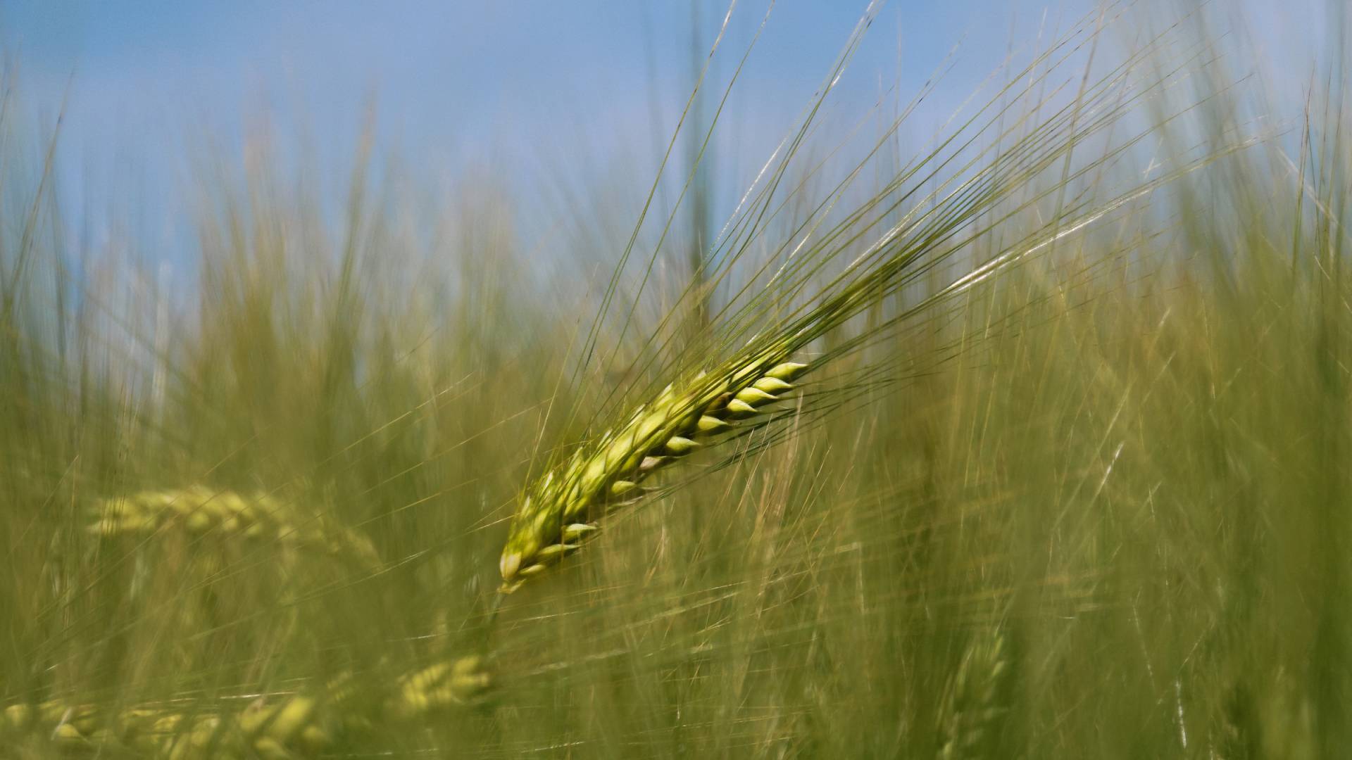 Champ de blé en Suisse