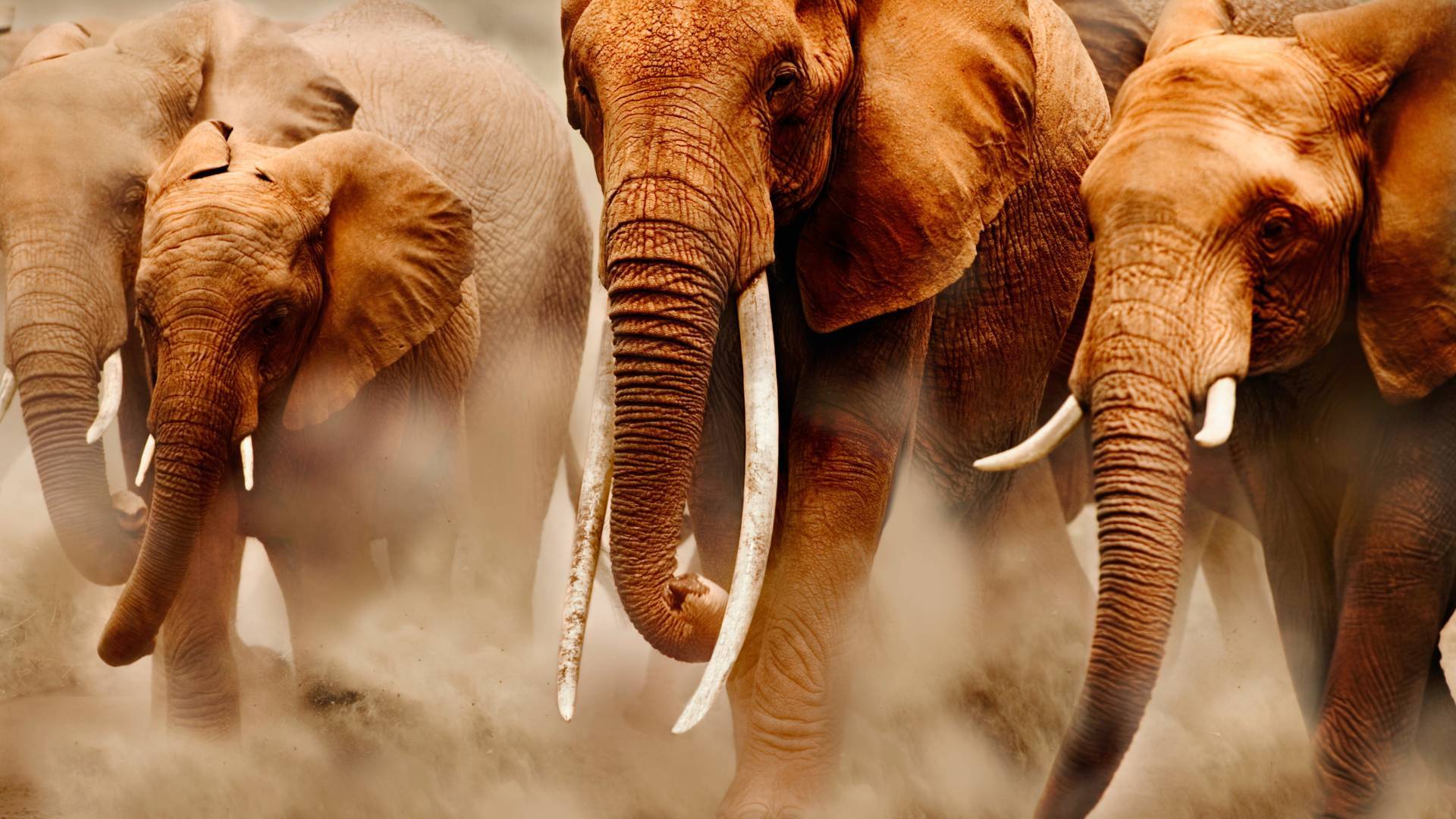 Elefantenherde im Amboseli Nationalpark in Kenia