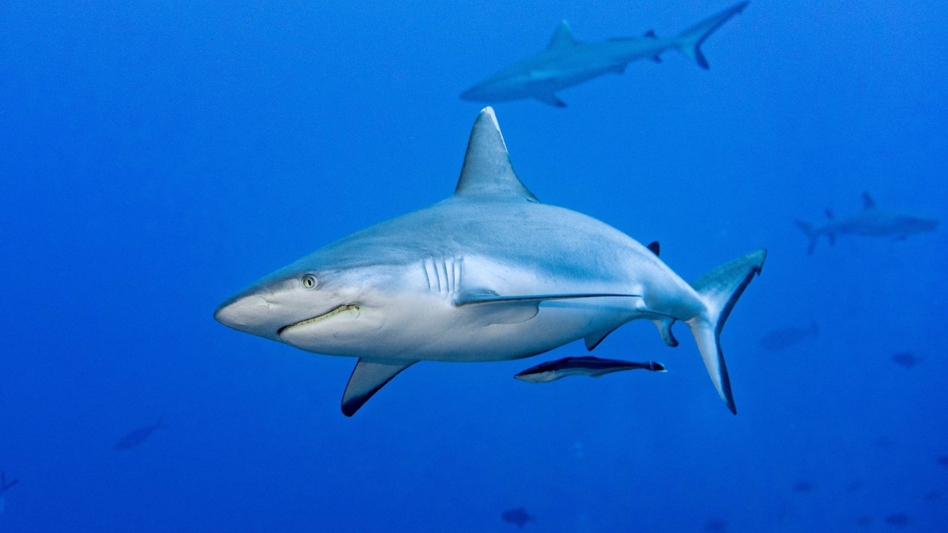 requin gris dans l'océan