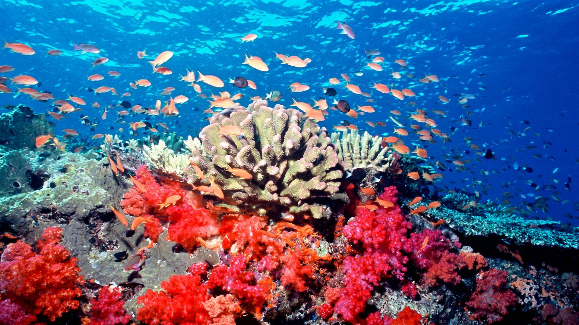Korallen und Fische bei Fiji