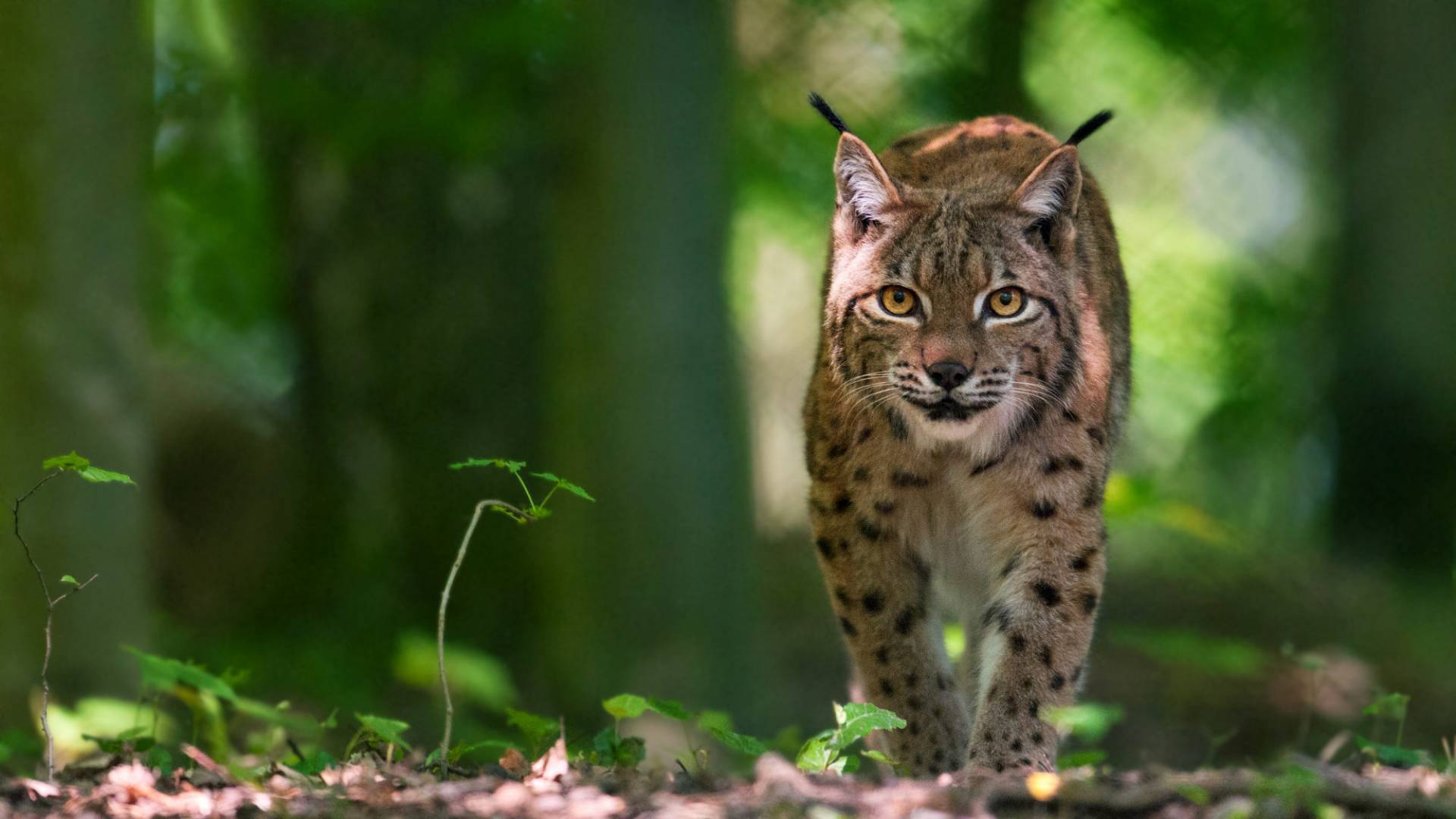 Luchs auf leisen Pfoten