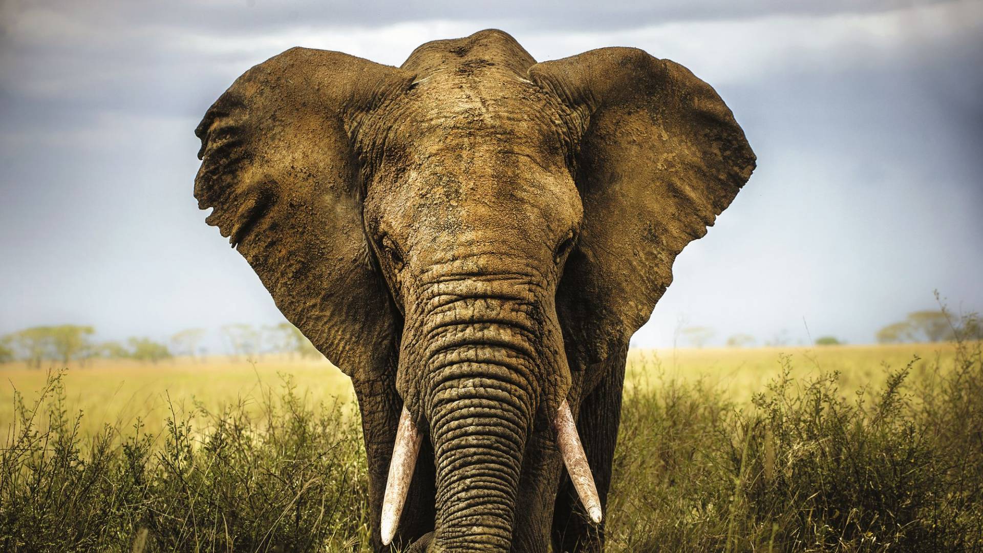 Afrikanischer Elefant in Graslandschaft