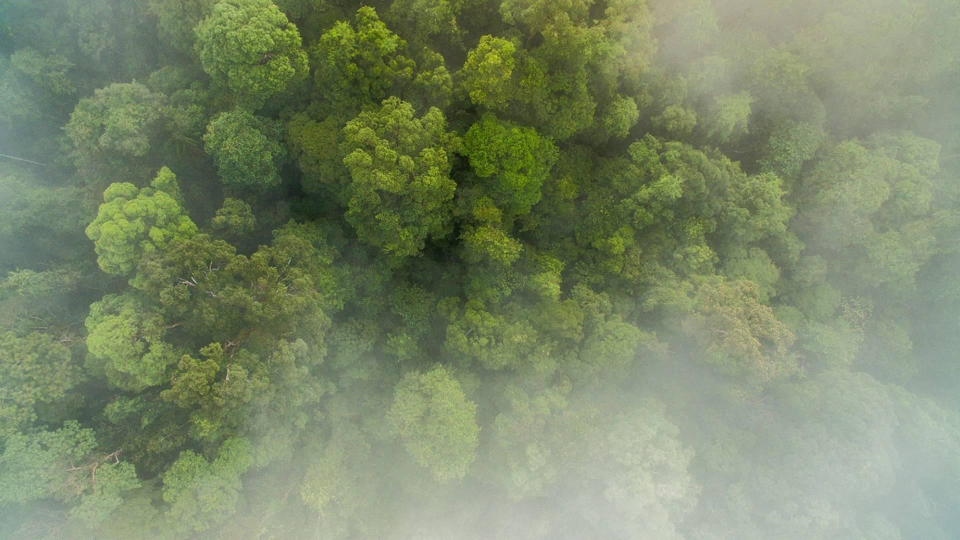 Luftaufnahme des Regenwaldes in Sumatra, Indonesien