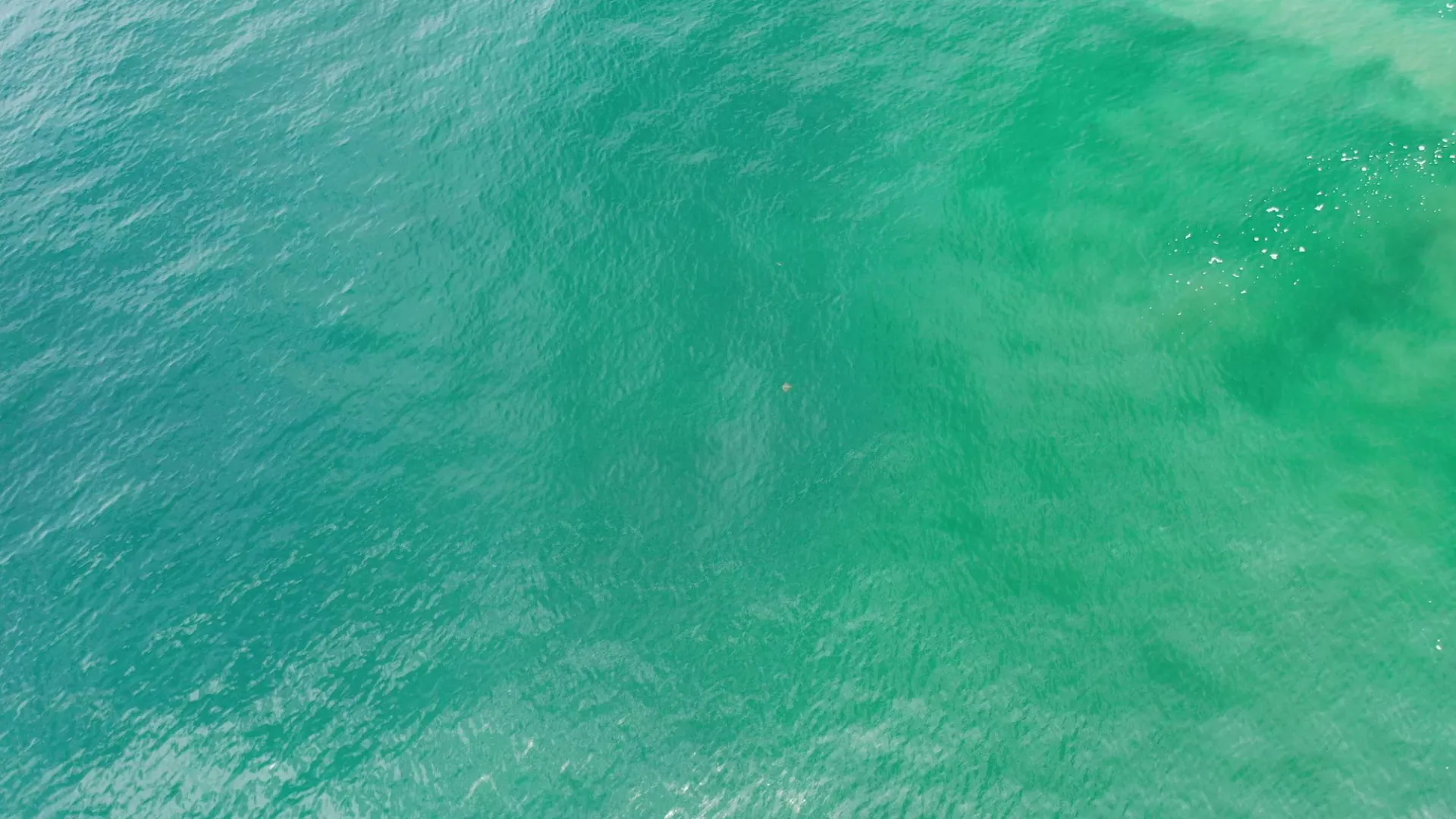 Sea Birdseye Turquoise 
