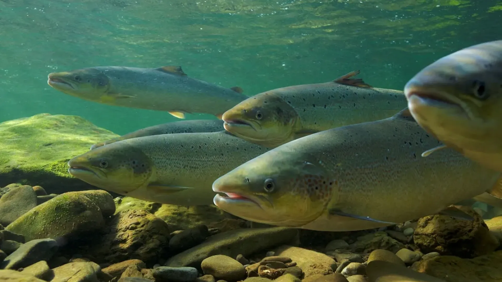 Lachse_schwimmen_im_Wasser