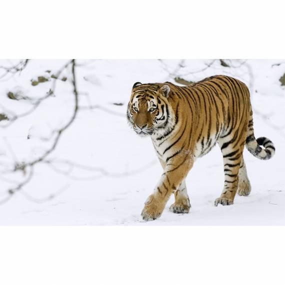 Biglietto di auguri WWF 2019 - Tigre dell' Amur