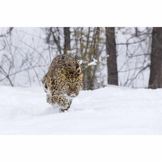 Amur-Leopard, spenden statt schenken