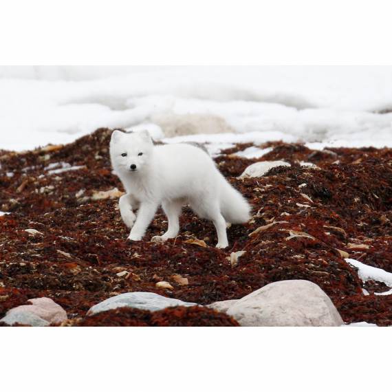 Arctic fox, spenden statt schenken