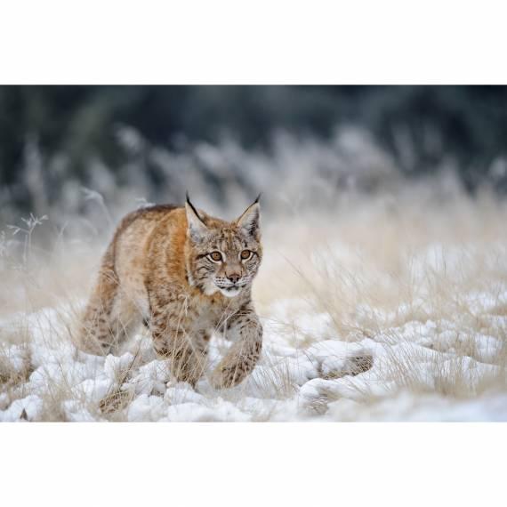 Lynx, spenden statt schenken