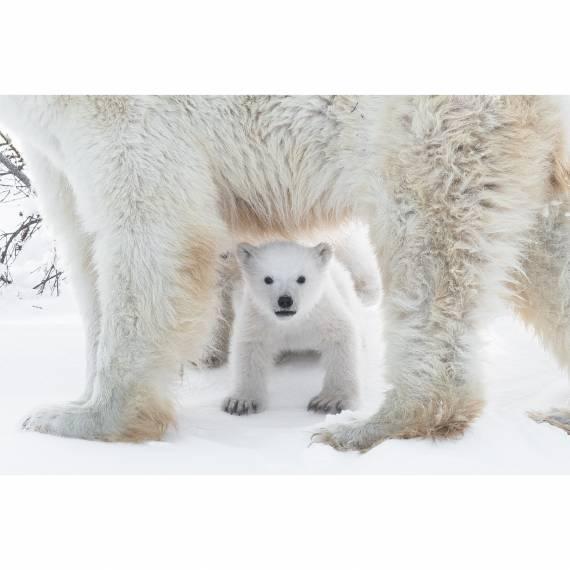 Eisbär, spenden statt schenken