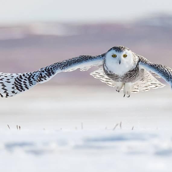 Snowy owl, donation instead of gifts