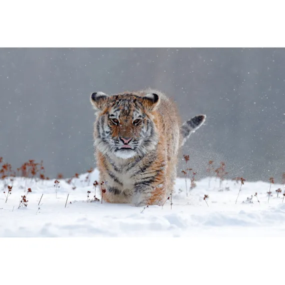 Tiger, donation instead of gifts