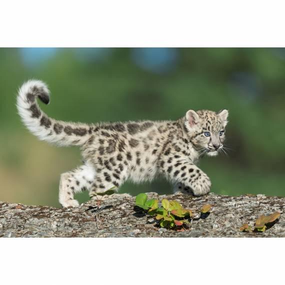 Snow leopard, donation instead of gifts