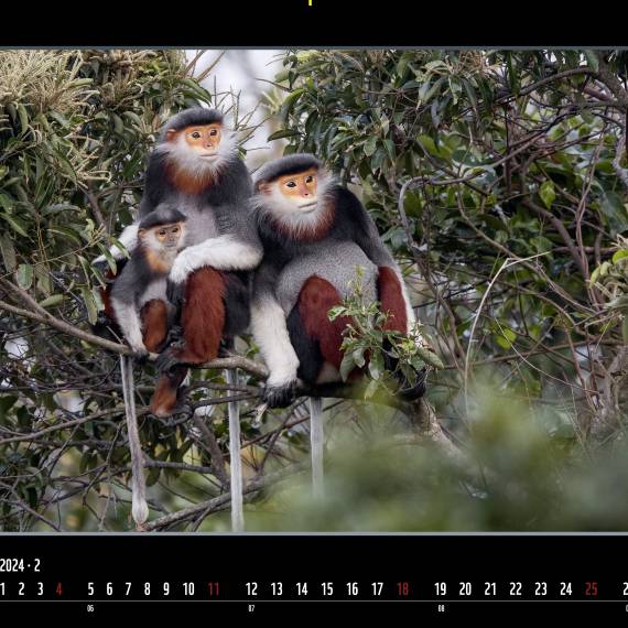 WWF Jahreskalender 2024 Februar