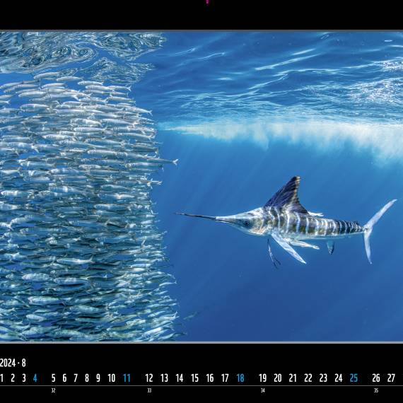WWF Jahreskalender 2024 August