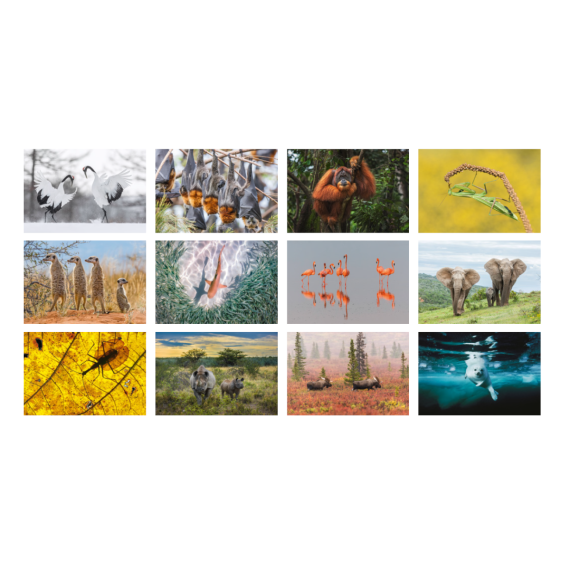WWF Kalender 2025 - Übersicht